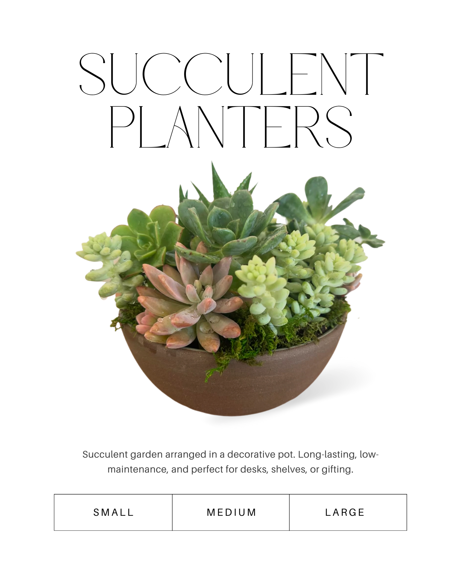 Succulent Planters