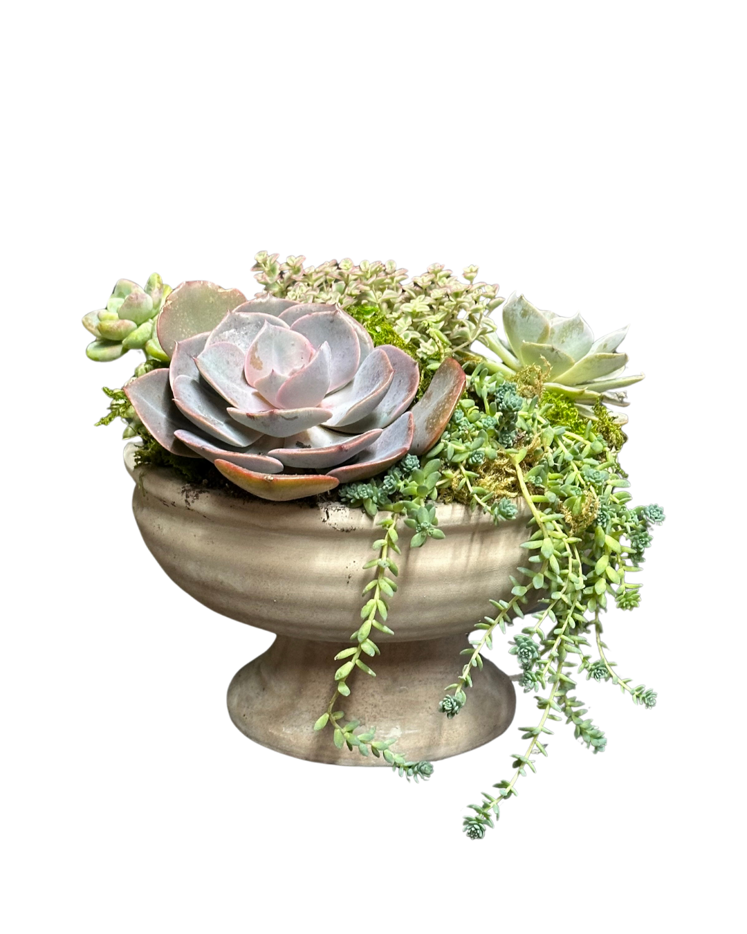 SUCCULENT PLANTERS